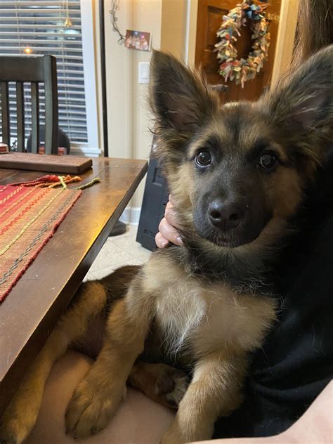 Miniature German Shepherd Corgi Mix at Thomas Joaquin blog