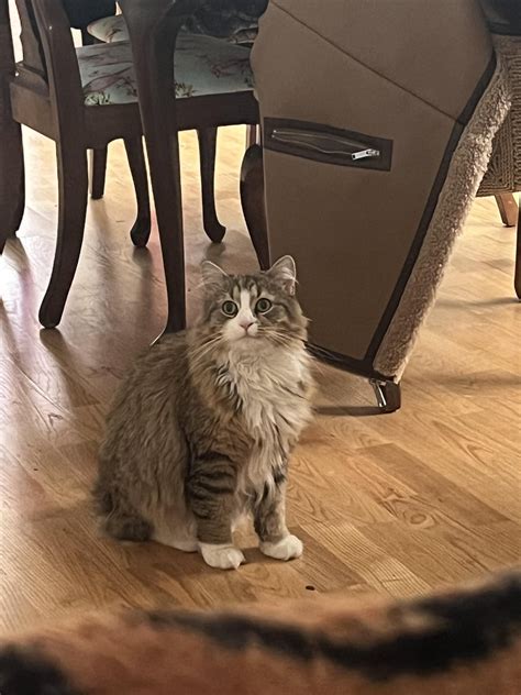 Does any one have an idea what cat breed our dear germ is?? : r/cats