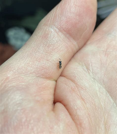 Very small flying ant or wasp? Species? : r/ants