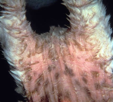 Image:Ichthyosis, dog-MSD Veterinary Manual
