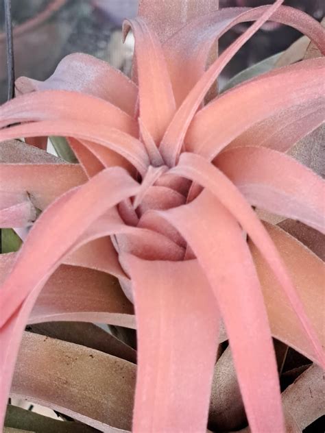 Amazing peach! T. capitata peach. I posted this 15 days ago. Now I know ...