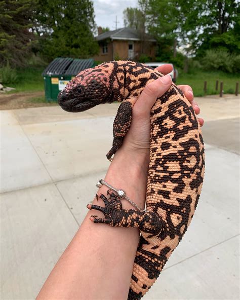 152 best Gila Monster images on Pholder | Reptiles, KGATLW and Herpetology