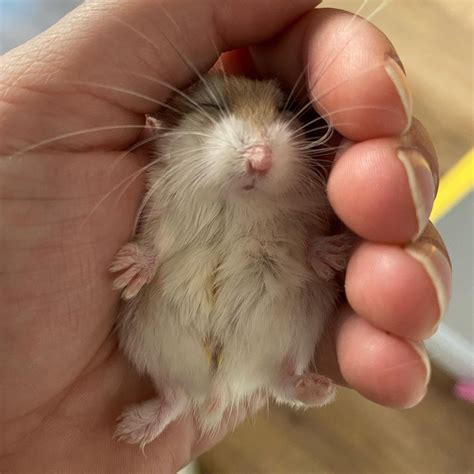 Do Hamsters Hibernate? Here's What Science Says - Learn About Nature