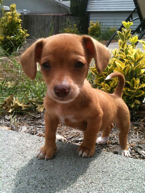 Miniature Dachshund Teacup Chihuahua Mix at Angela Lewandowski blog