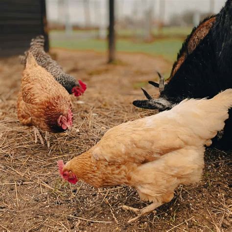 Can Chickens Eat Whole Corn {Yes}