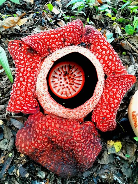 Close-up of Rafflesia Flower · Free Stock Photo