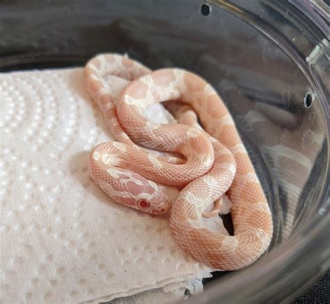Pink Albino Corn Snake