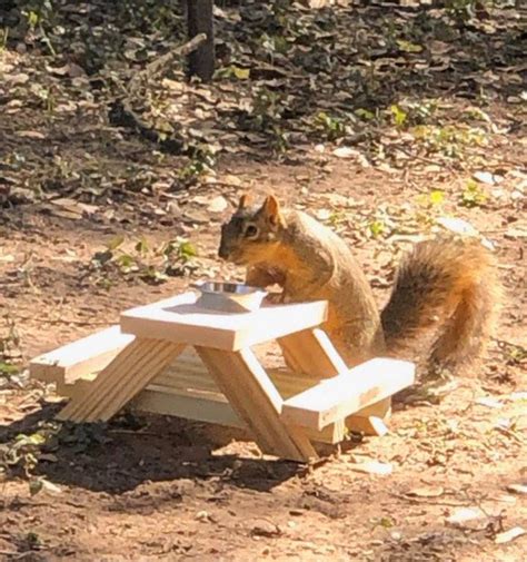 Handmade Squirrel Picnic Table - Squirrel Feeder- Picnic Table for ...