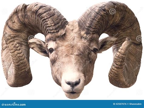 Big Horn Sheep stock photo. Image of head, shooting, animal - 42507076