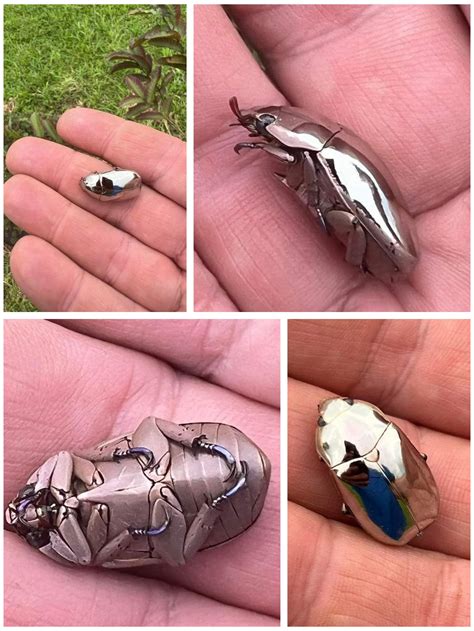 No, it's not chrome! It's a natural wonder of an insect Chrysina Limbata, a species of scarab ...