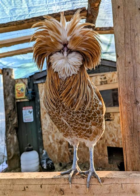 Buff Laced Polish Chicken - Feathered Harvest