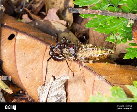 Bullet Ant (Paraponera clavata) stinging its prey, a cricket, in the rainforest, Orellana ...