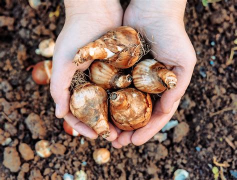 How and When to Plant Daffodil Bulbs