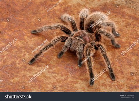 Chilean Rose Hair Tarantula Grammostola Rosea Stock Photo 246739090 ...