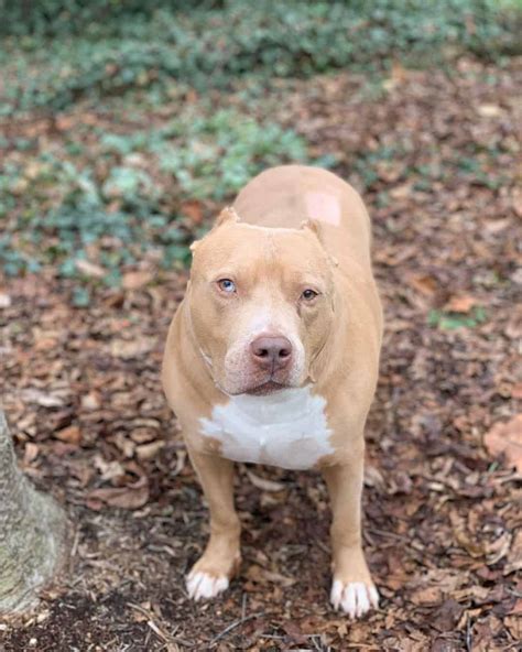 Horner’s Syndrome In Dogs - An Eyelid Issue Or A Serious Problem?