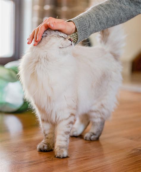 Most affectionate cat breeds- The Long Whiskers