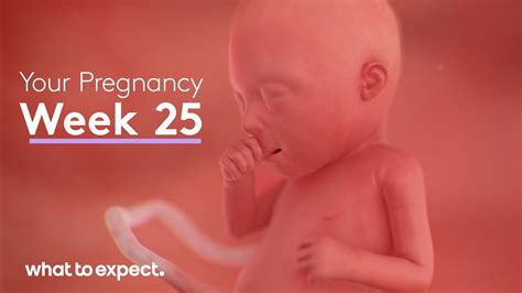 25 Weeks Pregnant - What to Expect - YouTube