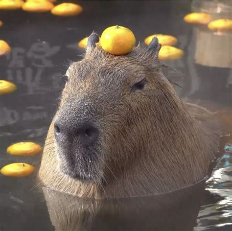 The Surprising Life of Capybaras: A Look into Their Unique Bathroom Habits - Baby Capybara