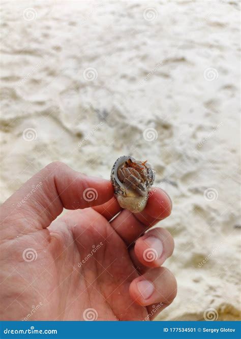 Crab shell small shellfish stock image. Image of shell - 177534501