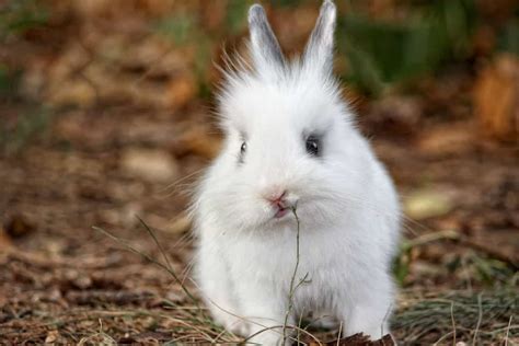 Head Tilt in Rabbits: 6 Causes and How to Prevent It - Every Bunny Welcome