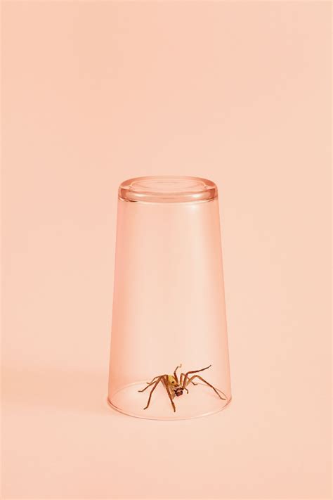 Cellar Spider Bite Treatment