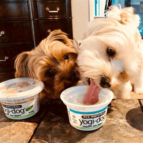 Yogurt Dogs Safe at Alan Fortune blog