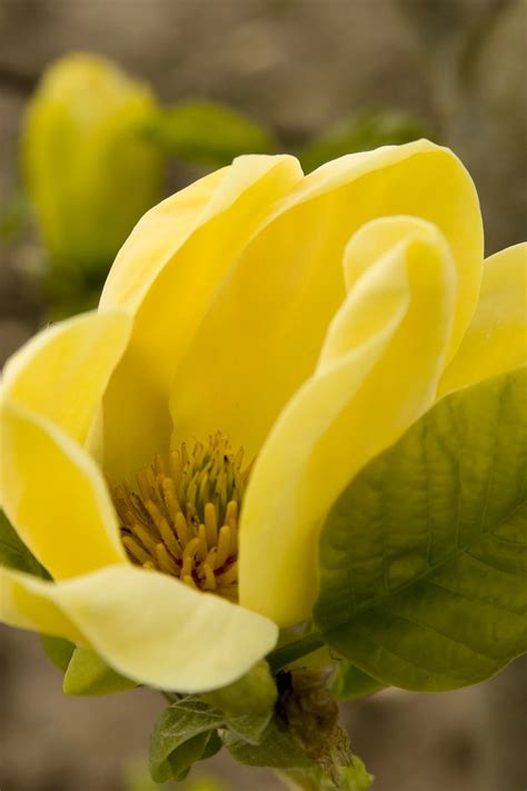 Yellow Bird Magnolia, Magnolia acuminata 'Yellow Bird', Monrovia Plant