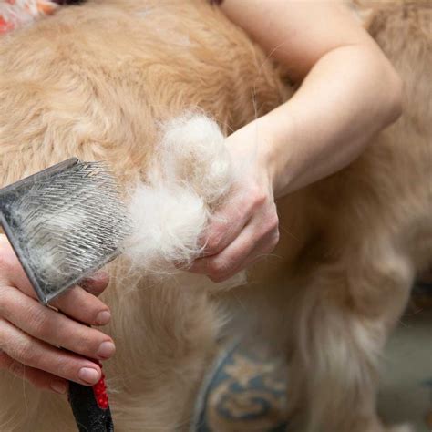 Local Pet Grooming Special Offers and Coupons — WashPaw Nashville ...