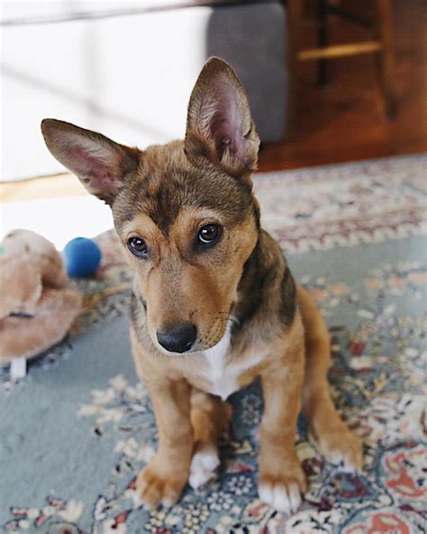 German Shepherd Corgi Puppies