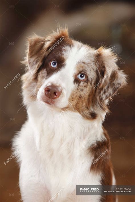 Mini Aussie Red Merle