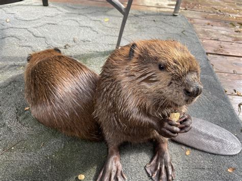 Beavers: Nature’s Master Builders - holleymuraco