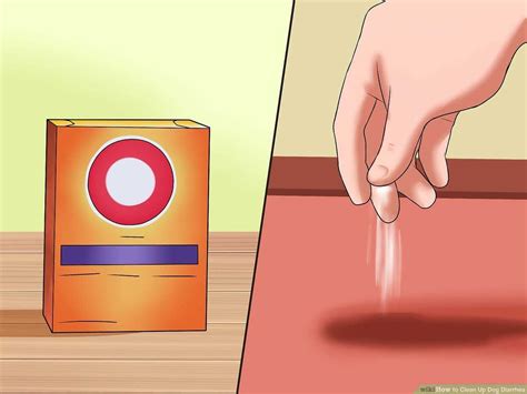 How to clean cat diarrhea from carpet - Johnny Kitten