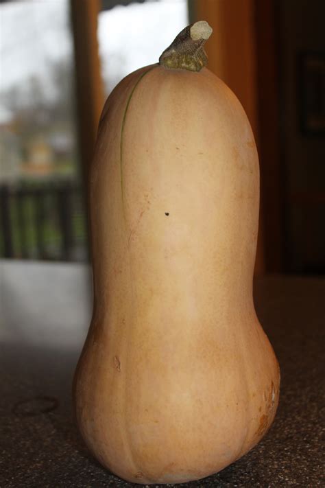 Butternut squash - heartnored