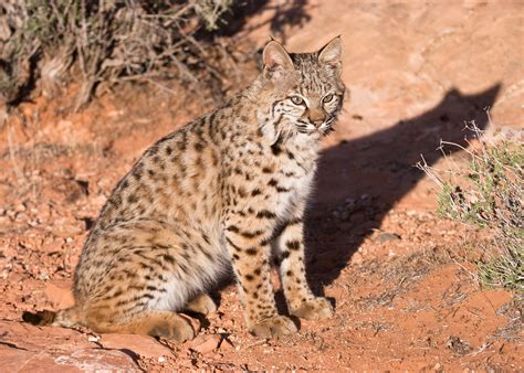 Aggressive bobcat attacks family pets in housing area > Edwards Air Force Base > News