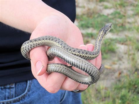 How to Care for Your Garter Snake - Allan's Pet Center