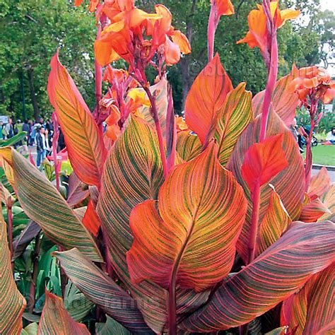 Tropicanna® Canna Lily Bulb 1 Bulb Variegated Cannas Plant | Etsy in ...