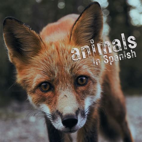 Animal In Spanish