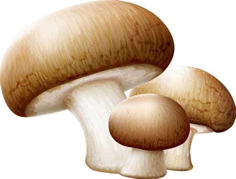 Common Mushroom Edible Mushroom Clip Art - Transparent Background ...