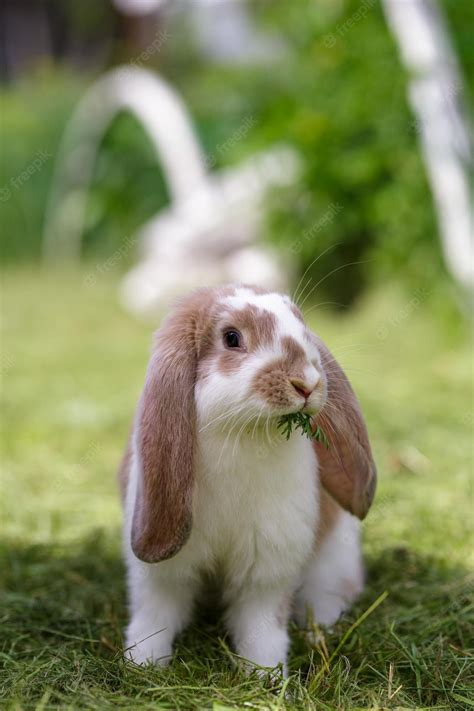 Brown French Lop