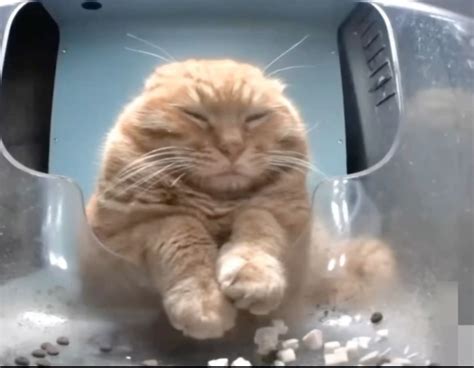 Mr fresh | Komik hayvan esprileri, Güzel kedi, Şirin kedi