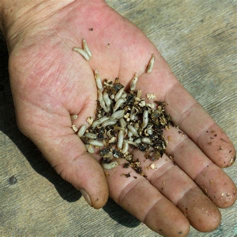 What Causes Maggots On Kitchen Floor at Brett Rivera blog