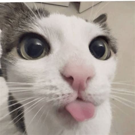 A licking cat | Dopple.ai