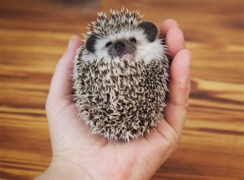 Hedgehog Pet