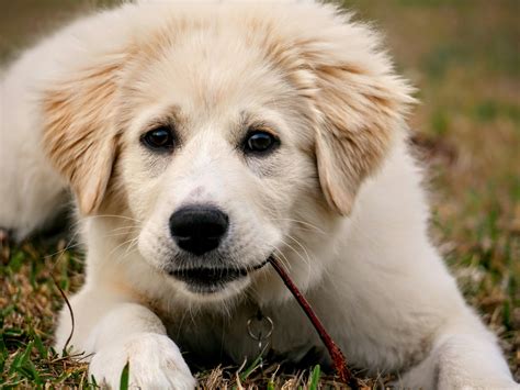 Great Pyrenees Cost Guide: Factors, Pricing & Ownership Tips