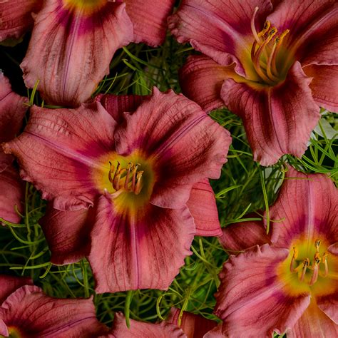 Rosy Returns Daylily | Plant Addicts