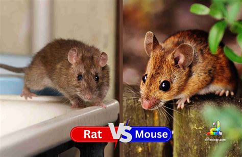 Difference Between Rat And Mouse | Diffeology