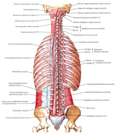 Layers Of Back Muscles