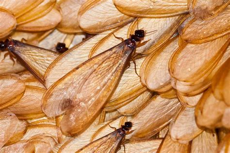 What Do Flying Insects Eat at Owen Griver blog
