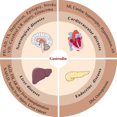 Gastrodin: The Ancient Orchid Root Extract for Modern Brain & Nerve Support | Standardized ...