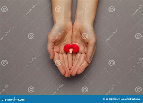 Kidneys of Human on a Grey Background. Pain in the Genitourinary System, Treatment of Kidney ...